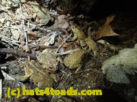 /home//u458753944/public_html/sourcegallery//Roxborough Toad Detour/2013-2019/2017/P4110699.JPG